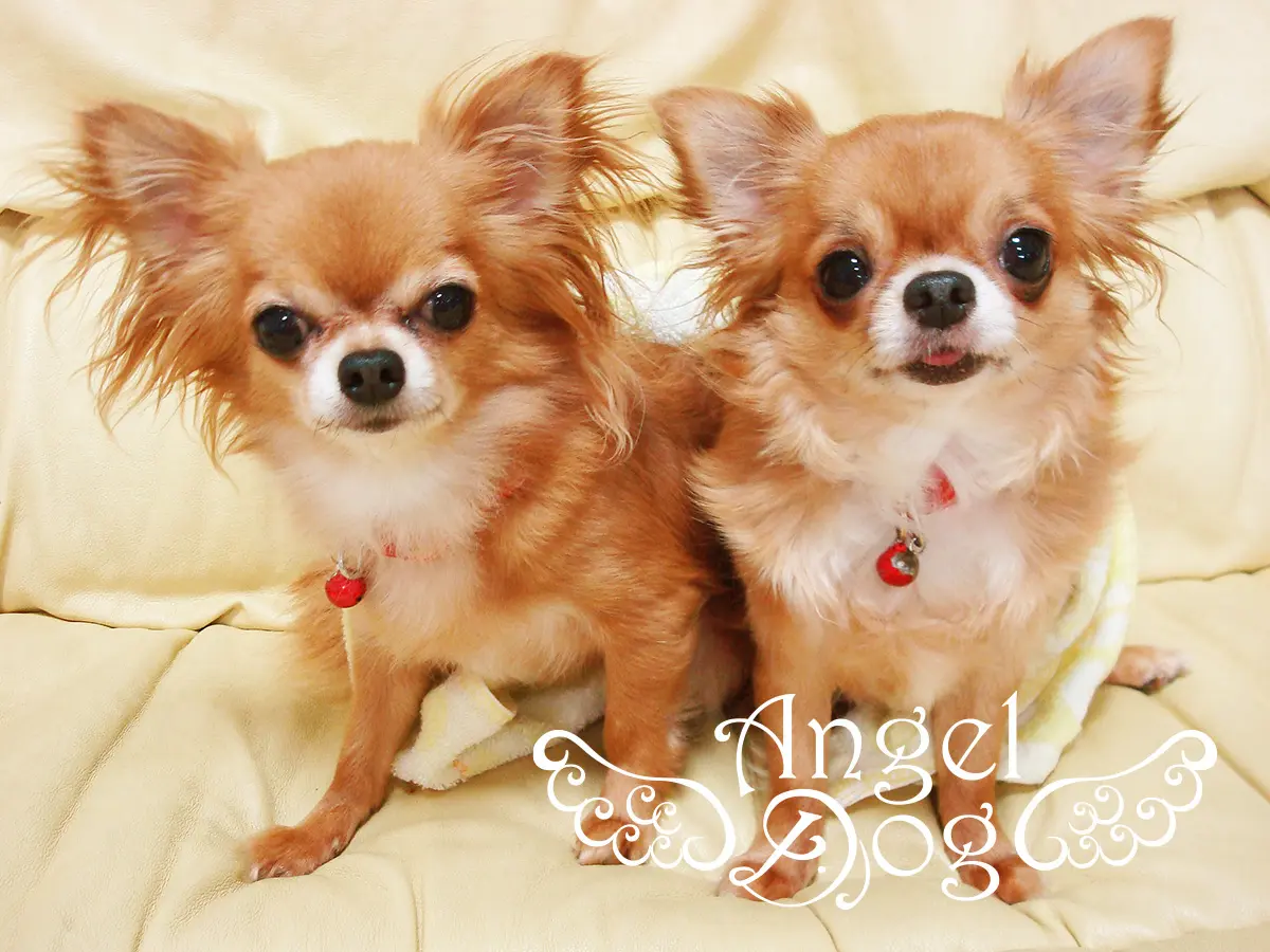 ホームページリニューアルのお知らせ